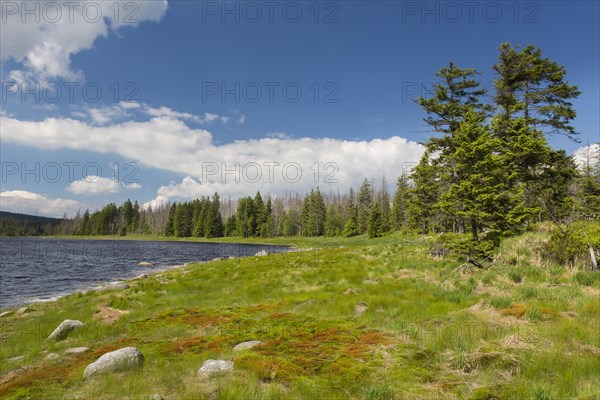 Oderteich, historic reservoir near Sankt Andreasberg in the Upper Harz National Park, Lower Saxony, Germany, Europe