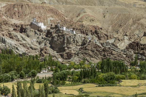 Basgo village with some fields, and Basgo Gompa, the Buddhist monastery and fortress in Central Ladakh, seen late in the summer. Many inhabitants of Ladakh follow the Tibetan Buddhism, and this Indian region is often called Little Tibet. Leh District, Union Territory of Ladakh, India, Asia