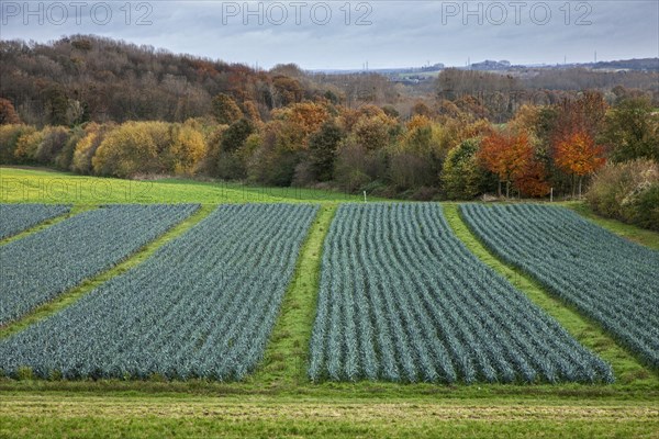 Rural landscape showing field with leek beds (Allium ampeloprasum)