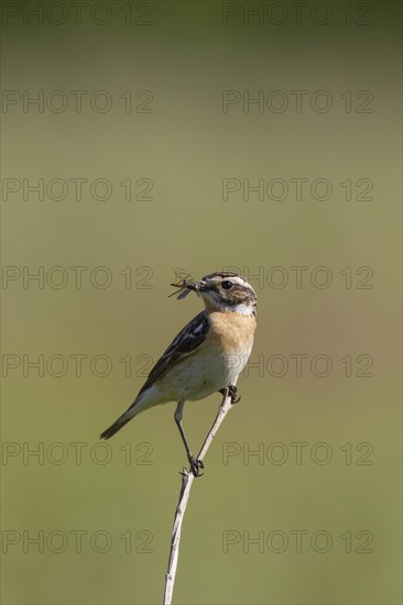 Whinchat (Saxicola rubetra) male with insect prey in beak