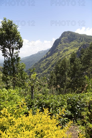 Ella Rock mountain, Ella, Badulla District, Uva Province, Sri Lanka, Asia