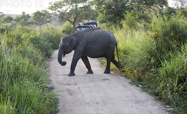 Wild elephants in Hurulu Eco Park biosphere reserve, Habarana, Anuradhapura District, Sri Lanka, Asia