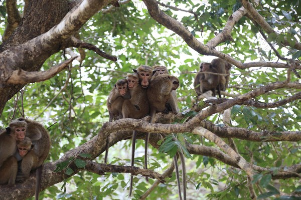 Toque macaque, Macaca sinica, monkeys, Polonnaruwa, North Central Province, Sri Lanka, Asia