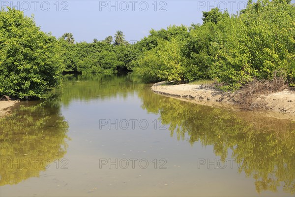 Mangrove river creek at Pasikudah Bay, Eastern Province, Sri Lanka, Asia