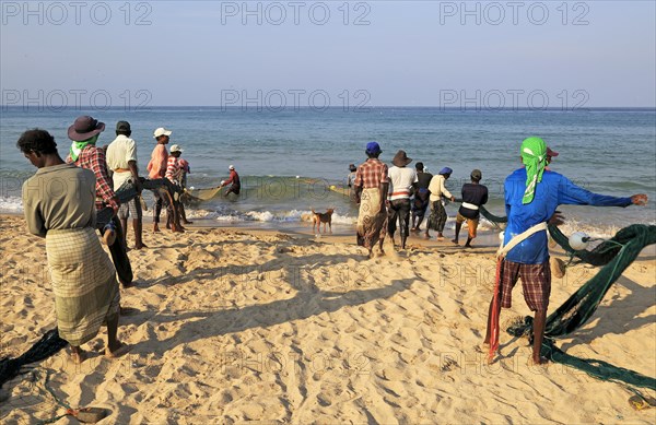 Traditional fishing hauling nets Nilavelli beach, near Trincomalee, Eastern province, Sri Lanka, Asia