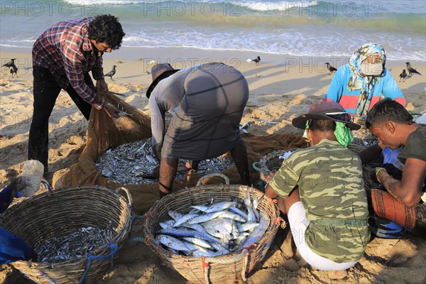 Traditional fishing hauling nets Nilavelli beach, near Trincomalee, Eastern province, Sri Lanka, Asia