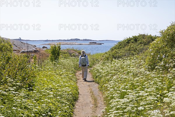 Swedish woman hiking on the Kuststigen Bohuslaen coastal hiking trail on the archipelago island of Hoenoe, Oeckeroe municipality, Vaestra Goetalands laen province, Sweden, Europe