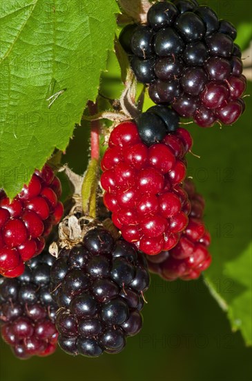 Close up of ripe and unripe berries of blackberry bush (Rubus cultivar) in garden