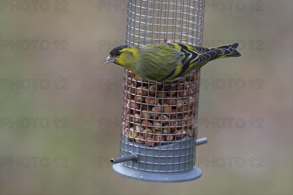 Eurasian siskin, European siskin, common siskin (Spinus spinus) male in breeding plumage eating peanuts from garden bird feeder