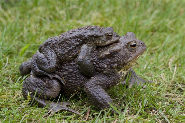 Common Toad, European Toad (Bufo bufo) pair migrating in amplexus to breeding pond in spring, Germany, Europe