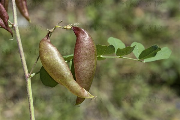 Red-brown, blistered, parchment-like fruits of the yellow bladder bush (Colutea arbrescens), Valais, Switzerland, Europe