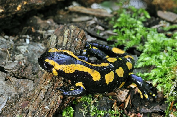 European, Fire salamander (Salamandra salamandra) on moss in forest