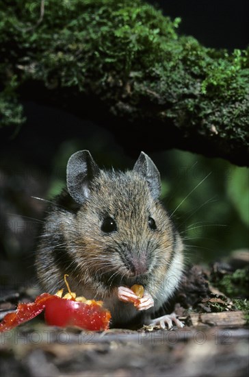 Wood mouse (Apodemus sylvaticus) eating rosehip