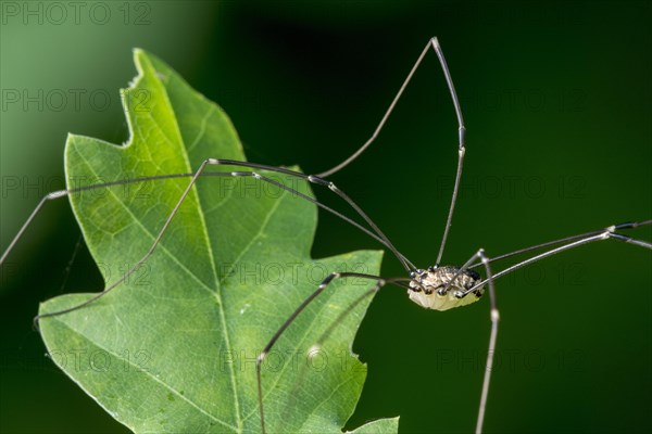 Female Leiobunum rotundum, harvestman on leaf in bush