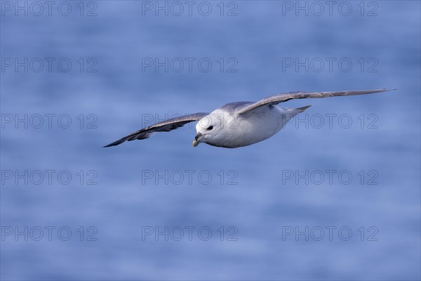 Northern fulmar (Fulmarus glacialis), in flight over the sea, Iceland, Europe