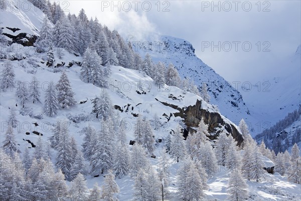 Larch trees in the snow in winter in mountain valley of the Gran Paradiso National Park, Valle d'Aosta, Italy, Europe