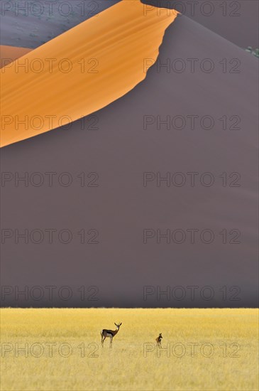 Springbok with young in front of red sand dune of the Sossusvlei, Sossus Vlei in the Namib desert, Namibia, Africa