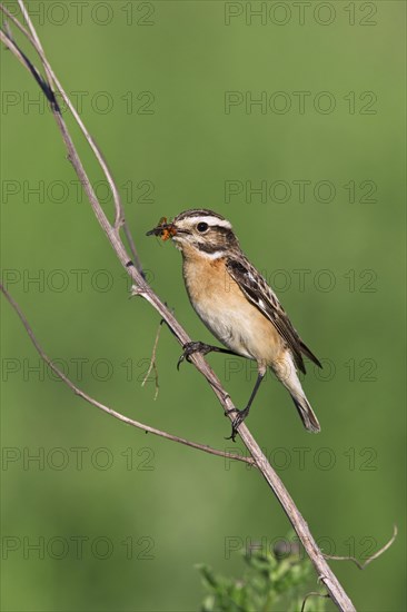 Whinchat (Saxicola rubetra) female with prey in beak, Germany, Europe