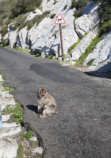 Barbary macaque apes, Gibraltar, British terroritory in southern Europe Barbary macaque apes, Macaca sylvanus, Gibraltar, British terroritory in southern Europe, Europe