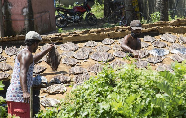 Men drying fish at the coast near Galle, Sri Lanka, Asia