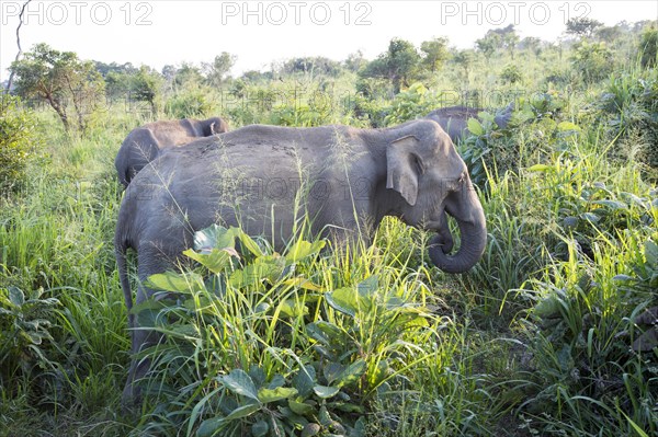 Wild elephants in Hurulu Eco Park biosphere reserve, Habarana, Anuradhapura District, Sri Lanka, Asia