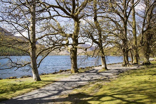 Lakeside woodland, Lake Buttermere, Lake District national park, Cumbria, England, UK