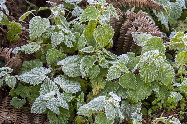 Common nettles, stinging nettle, stingers (Urtica dioica) and leaves of European blackberry covered in hoarfrost, hoar frost in autumn, fall