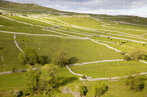 Fields and dry stonewalls, Malham, Yorkshire Dales national park, England, UK