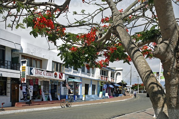 Shops in the town Puerto Ayora on Santa Cruz Island, Galapagos Islands, Ecuador, Latin America, South America