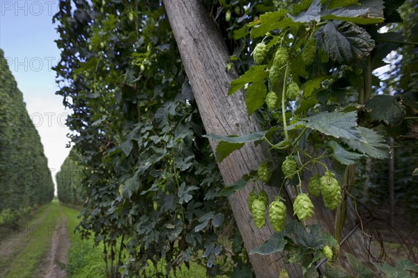 Harvesting of hops (Humulus lupulus), Poperinge, Belgium, Europe