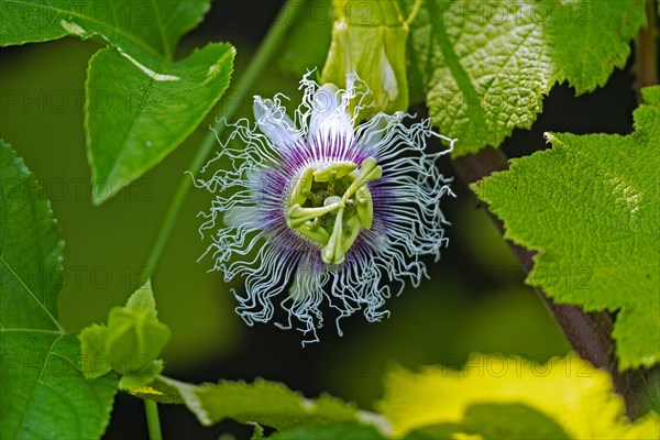 Close-up of flowering passion fruit (Passiflora edulis) vine species of passion flower native to southern Brazil, South America