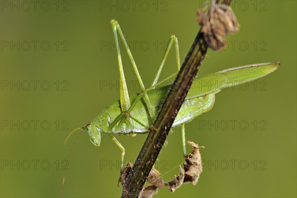 Sickle-bearing Bush-cricket (Phaneroptera falcata)