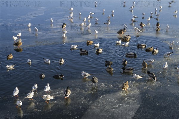 Gulls, swans, coots, mallards, winter, ice, Havel, Eiswerder, Hakenfelde, Spandau, Berlin, Germany, Europe