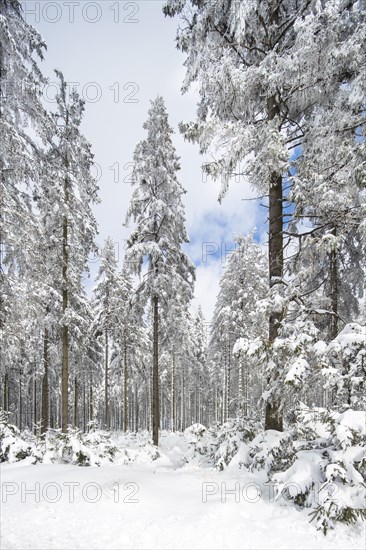 Pine trees in coniferous forest covered in snow in winter at the Hoge Venen, High Fens, Hautes Fagnes, Belgian nature reserve in Liege, Belgium, Europe