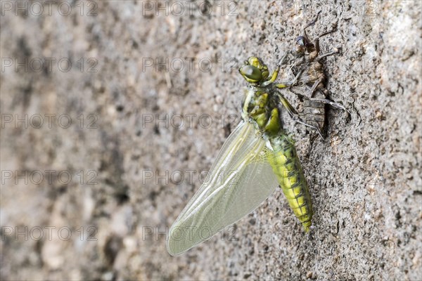 Broad-bodied chaser, broad-bodied darter (Libellula depressa) newly emerged adult female holding on to dry exuvia and expanding its wings in spring