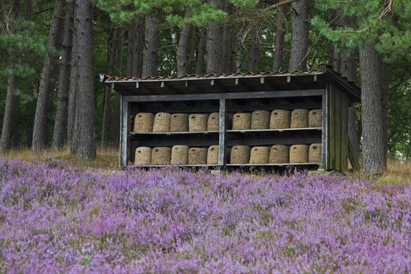 Bee hives, beehives, skeps in shelter of apiary in the Lueneburg Heath, Lunenburg Heathland, Lower Saxony, Germany, Europe