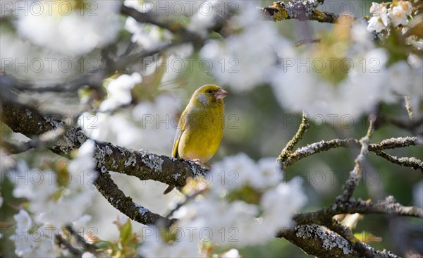 Greenfinch, Carduelis chloris, a yellow bird sitting between flowering branches, Stuttgart, Baden-Wuerttemberg, Germany, Europe