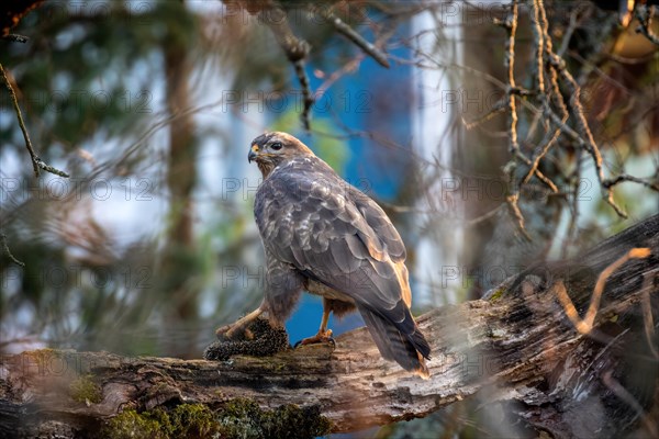 A bird of prey rests on a branch and holds prey in its talons, Stuttgart, Baden-Wuerttemberg, Germany, Europe