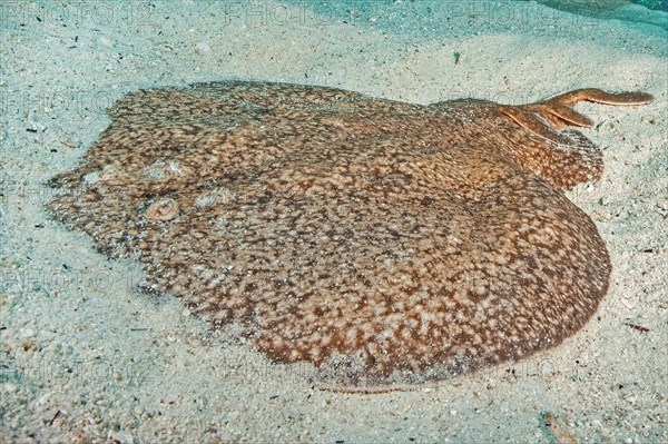 Marbled electric ray (Torpedo marmorata) Electric ray Torpedo ray Marbled electric ray lies on sandy bottom, Macaronesian Archipelago, Eastern Atlantic, Atlantic Ocean, Fuerteventura, Canary Islands, Canary Islands, Spain, Europe