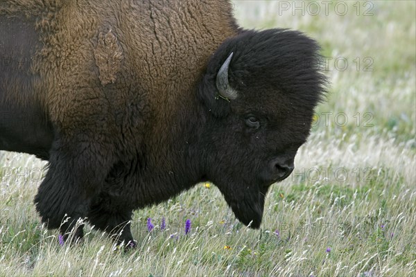 American bison, American buffalo (Bison bison) close up portrait of bull in summer coat