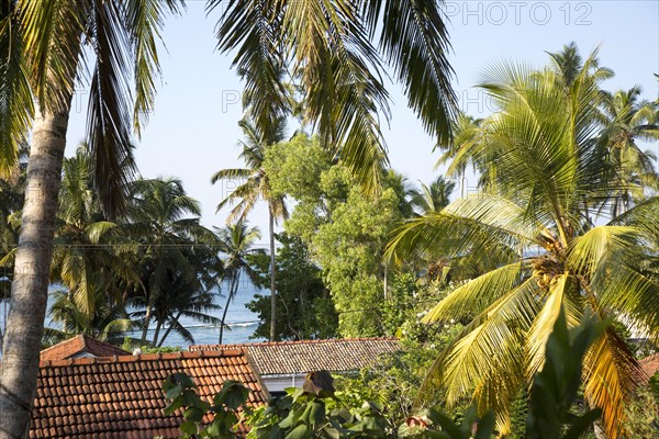 View over rooftops and palm trees to to blue ocean, Mirissa, Sri Lanka, Asia