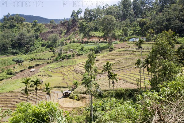 Paddy field rice farming terraces, Ella, Badulla District, Uva Province, Sri Lanka, Asia