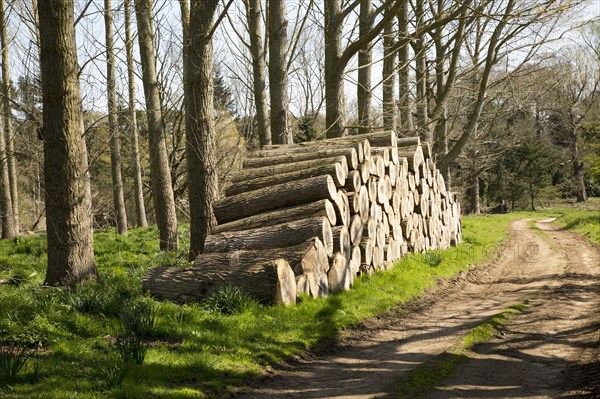 Stacked timber piled up, Sutton, Suffolk, England, UK