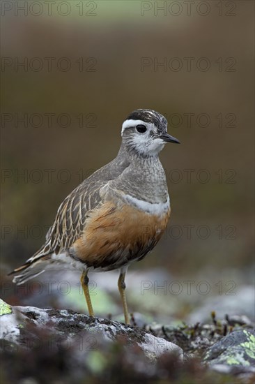 Eurasian Dotterel (Charadrius morinellus) on the tundra, Sweden, Europe