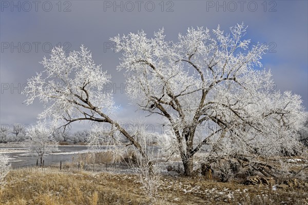 Kearney, Nebraska, Frost on trees along the Platte River on a January day