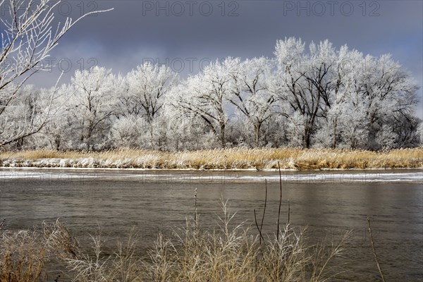 Kearney, Nebraska, Frost on trees along the Platte River on a January day