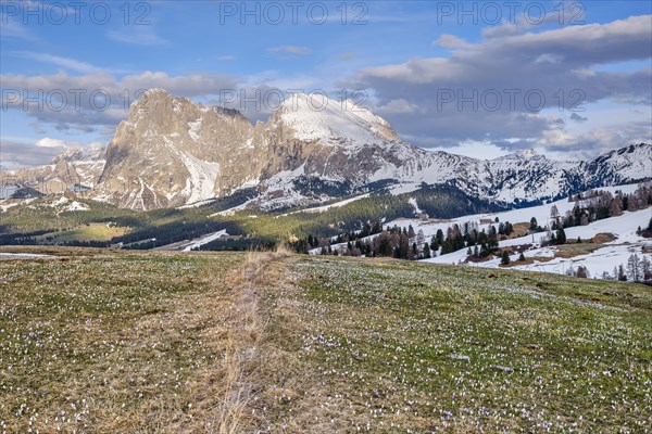 Crocus meadow in front of Plattkofel and Langkofel, snow-covered mountains, spring on the Seiser Alm, Dolomites, South Tyrol