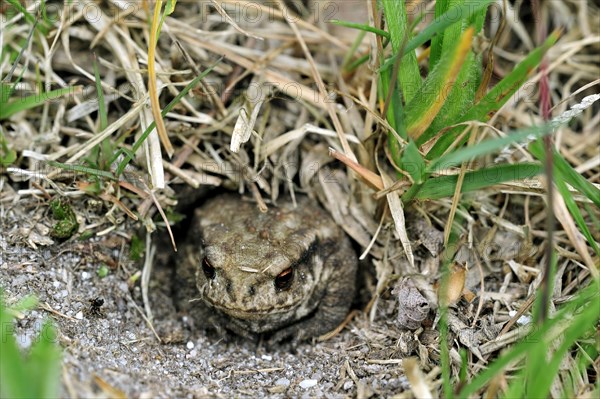 Juvenile common European toad (Bufo bufo) hiding in Field cricket's burrow (Gryllus campestris), La Brenne, France, Europe