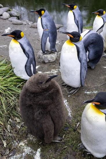 King penguins Aptenodytes patagonicus