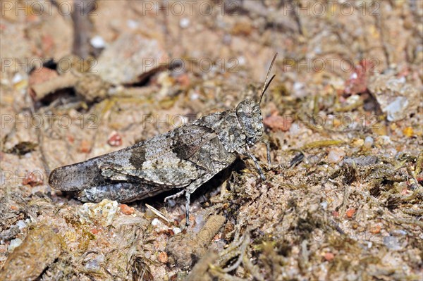 Blue-winged grasshopper (Oedipoda caerulescens) merging into arid environment